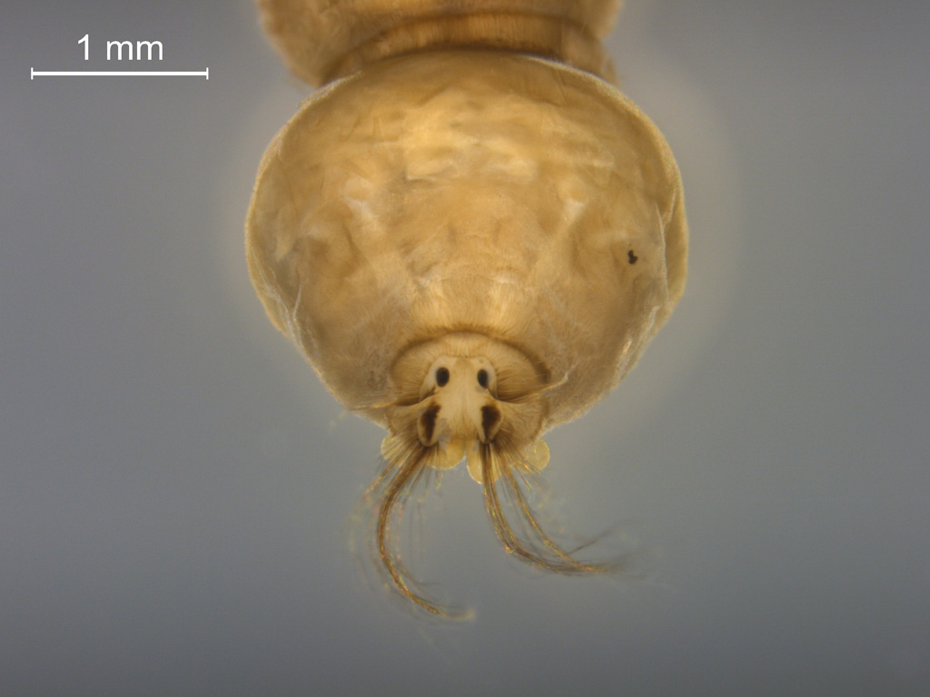 Euphylidorea/Phylidorea